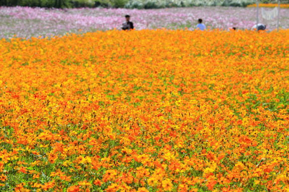 19일 오전 제주 서귀포시 안덕면의 한 카페를 찾은 관광객이 만개한 코스모스 사이를 거닐며 가을 정취를 만끽하고 있다. 2020.10.19  연합뉴스