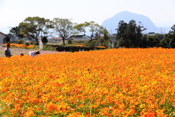 19일 오전 제주 서귀포시 안덕면의 한 카페를 찾은 관광객이 만개한 코스모스 사이를 거닐며 가을 정취를 만끽하고 있다. 2020.10.19  연합뉴스