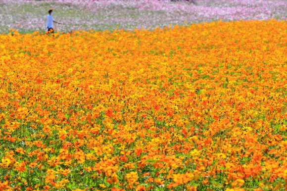19일 오전 제주 서귀포시 안덕면의 한 카페를 찾은 관광객이 만개한 코스모스 사이를 거닐며 가을 정취를 만끽하고 있다. 2020.10.19  연합뉴스
