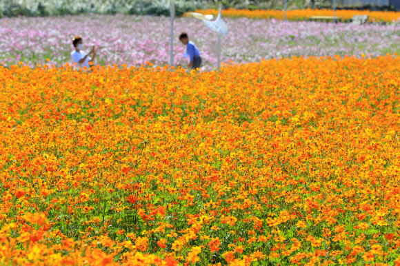 19일 오전 제주 서귀포시 안덕면의 한 카페를 찾은 관광객이 만개한 코스모스 사이를 거닐며 가을 정취를 만끽하고 있다. 2020.10.19  연합뉴스