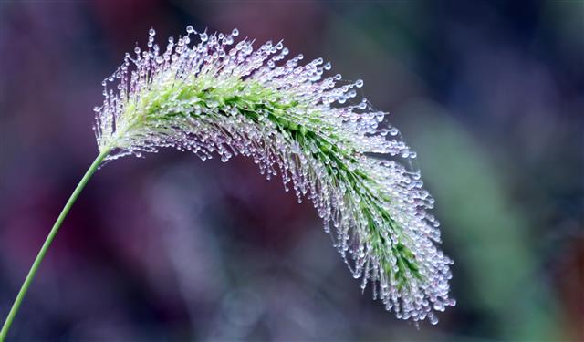 짙은 안개가 드리워진 20일 오전 경기도 김포시 한강야생조류생태공원 강아지풀에 이슬이 영롱히 맺힌 모습이 이채롭다. 2020.10.20 뉴스1