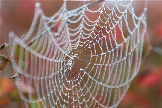 짙은 안개가 드리워진 20일 오전 경기도 김포시 한강야생조류생태공원 거미줄에 이슬이 영롱히 맺힌 모습이 이채롭다. 2020.10.20 뉴스1