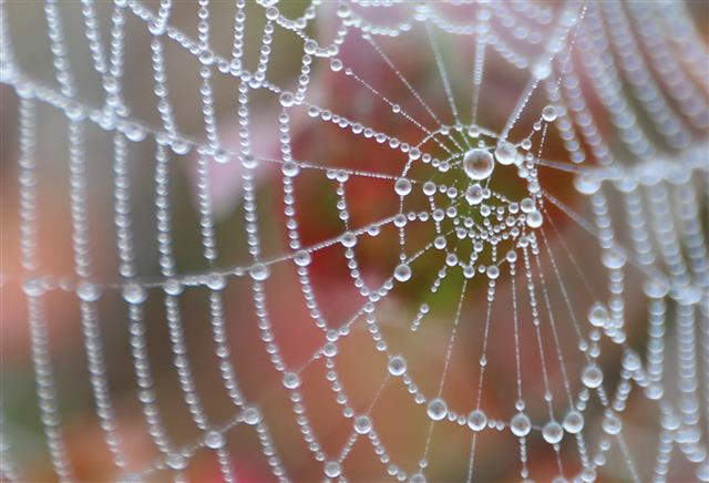 짙은 안개가 드리워진 20일 오전 경기도 김포시 한강야생조류생태공원 거미줄에 이슬이 영롱히 맺힌 모습이 이채롭다. 2020.10.20 뉴스1