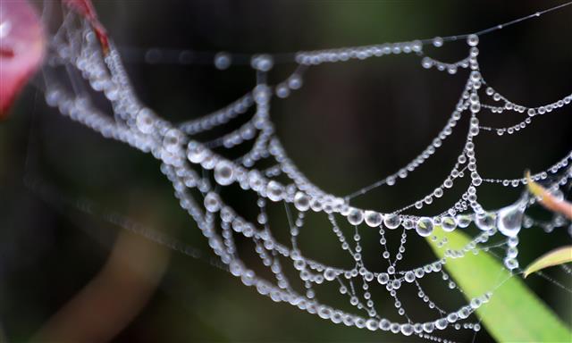 짙은 안개가 드리워진 20일 오전 경기도 김포시 한강야생조류생태공원 거미줄에 이슬이 영롱히 맺힌 모습이 이채롭다. 2020.10.20 뉴스1