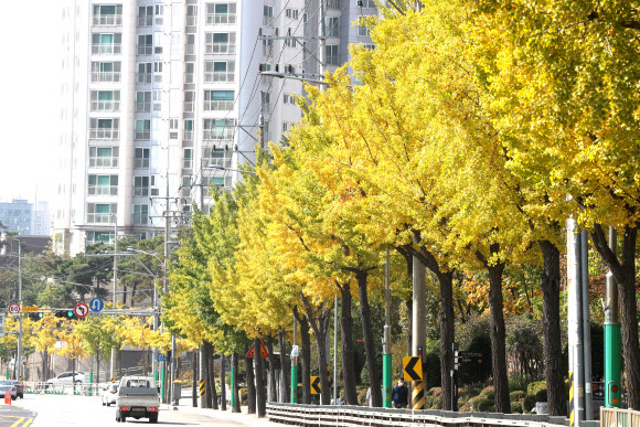 20일 오후 서울 은평구 진흥로의 은행나무가 노랗게 물들어 가을이 깊어감을 알리고 있다. 2020.10.20  연합뉴스