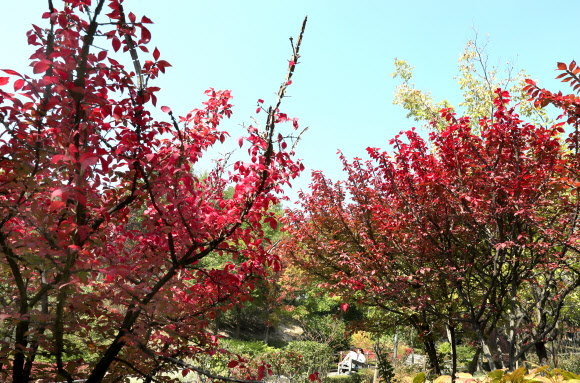 20일 오후 서울 은평구 진흥로 공원의 나뭇잎이 붉게 물들어 가을을 알리고 있다. 2020.10.20  연합뉴스