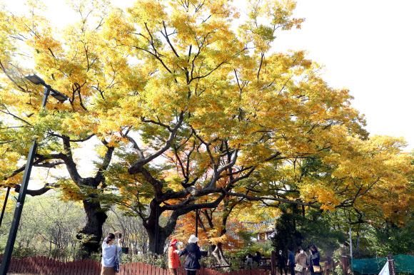 20일 오후 서울 은평구 은평한옥마을을 찾은 시민들이 가을옷을 갈아입은 느티나무를 보며 깊어가는 가을을 즐기고 있다. 2020.10.20  연합뉴스