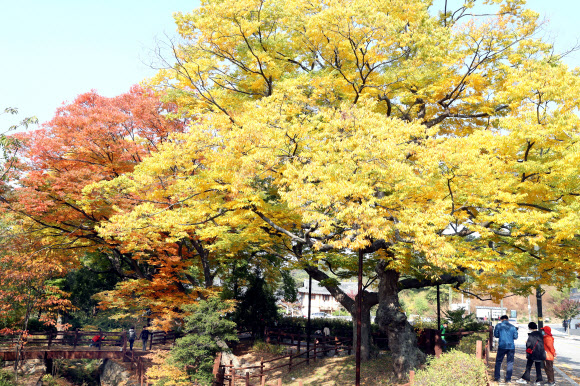 20일 오후 서울 은평구 은평한옥마을을 찾은 시민들이 가을옷을 갈아입은 느티나무를 보며 깊어가는 가을을 즐기고 있다. 2020.10.20  연합뉴스