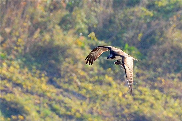 멸종위기 야생생물 2급인 물수리가 20일 오후 경북 포항시 남구 연일읍 유강리 형산강에서 먹잇감을 사냥한 후 날아가고 있다. 2020.10.20 뉴스1
