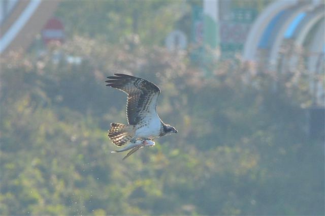 멸종위기 야생생물 2급인 물수리가 20일 오후 경북 포항시 남구 연일읍 유강리 형산강에서 먹잇감을 사냥한 후 날아가고 있다. 2020.10.20 뉴스1