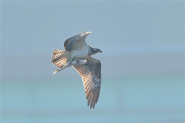 멸종위기 야생생물 2급인 물수리가 20일 오후 경북 포항시 남구 연일읍 유강리 형산강에서 먹잇감을 사냥한 후 날아가고 있다. 2020.10.20 뉴스1
