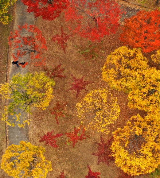 가을옷 갈아입은 나무