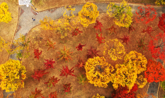 가을옷 갈아입은 나무