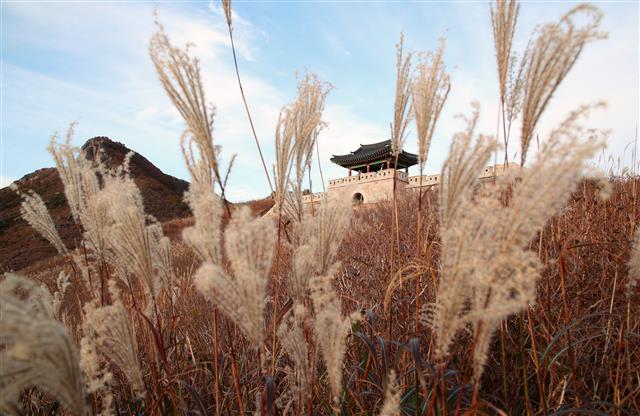 22일 경남 산청 황매산의 가을 진객 억새가 햇살을 받아 황금빛으로 일렁이고 있다. 2020.10.22 산청군 제공