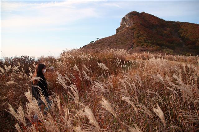 22일 경남 산청 황매산의 가을 진객 억새가 햇살을 받아 황금빛으로 일렁이고 있다. 2020.10.22 산청군 제공