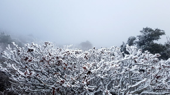 23일 전북 무주군 덕유산국립공원에 올가을 첫 상고대가 맺혀 있다.  덕유산 상고대는 매년 10월 말께 관측된다. 2020.10.23  덕유산국립공원 사무소 제공