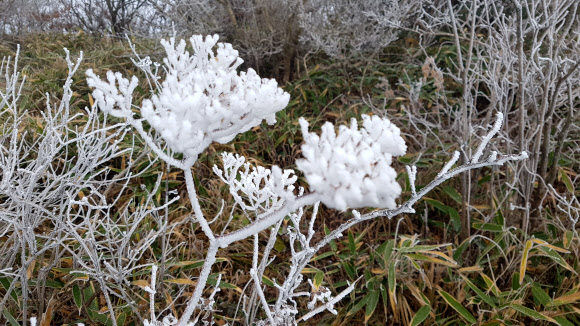 23일 전북 무주군 덕유산국립공원에 올가을 첫 상고대가 맺혀 있다.  덕유산 상고대는 매년 10월 말께 관측된다. 2020.10.23  덕유산국립공원 사무소 제공