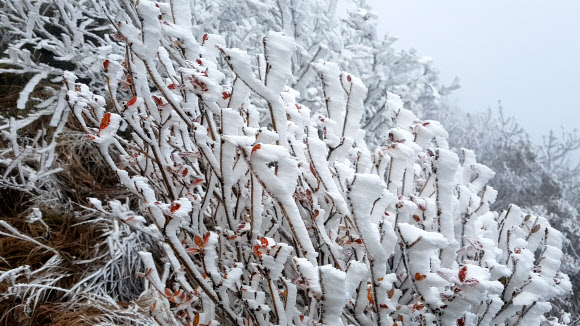 23일 전북 무주군 덕유산국립공원에 올가을 첫 상고대가 맺혀 있다.  덕유산 상고대는 매년 10월 말께 관측된다. 2020.10.23  덕유산국립공원 사무소 제공