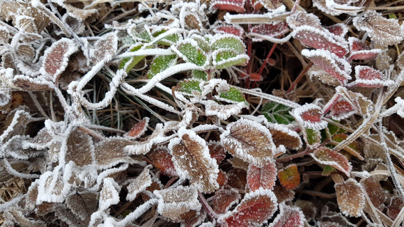 23일 전북 무주군 덕유산국립공원에 올가을 첫 상고대가 맺혀 있다.  덕유산 상고대는 매년 10월 말께 관측된다. 2020.10.23  덕유산국립공원 사무소 제공
