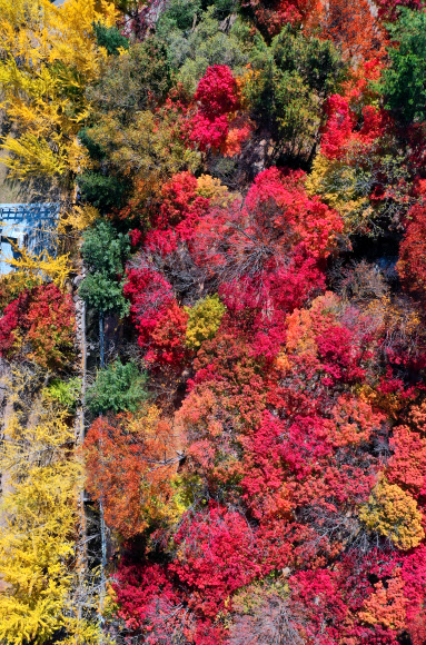 서리가 내리고 단풍이 절정에 이른다는 절기상 상강(霜降)인 23일 대구시 동구 팔공산 동화지구에 울긋불긋 물든 단풍이 가을 정취를 더하고 있다. 2020.10.23  연합뉴스