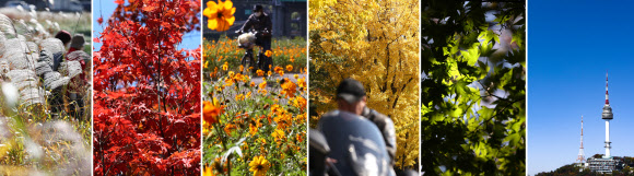 가을이 깊어가는 23일 서울 도심이 형형색색으로 물들고 있다. 왼쪽부터 서울 시내의 억새, 붉게 물든 단풍나무, 주황 코스모스, 은행나무, 단풍나무, 남산에서 바라본 푸른 하늘. 2020.10.23  연합뉴스