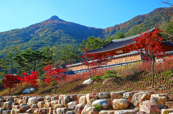 23일 경남 산청 동의보감촌 한방자연휴양림 주변이 단풍 등으로 물들어 있다. 2020.10.23  산청군 제공