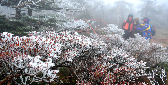 올해 첫 상고대 핀 한라산