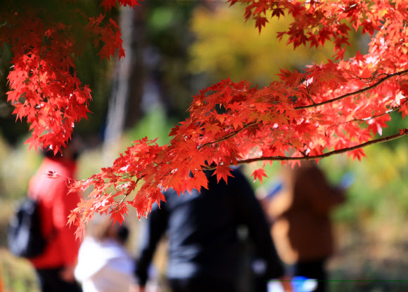 단풍 즐기는 관광객
