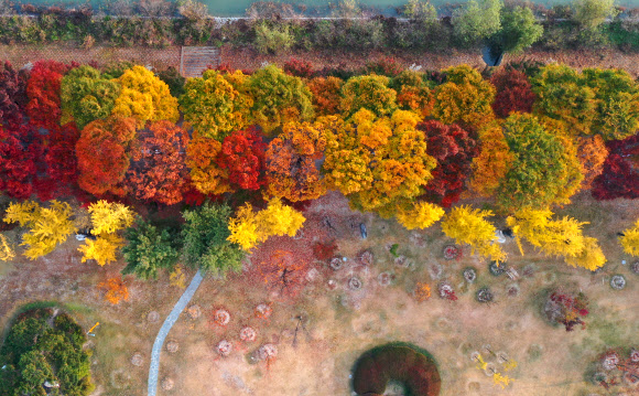 단풍과 서리의 조화