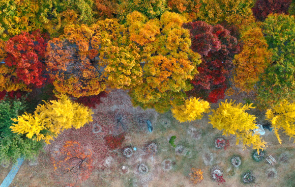 단풍과 서리의 조화