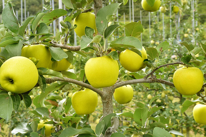 청송 황금사과. 청송군 제공  