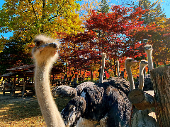 남이섬 타조의 가을소풍