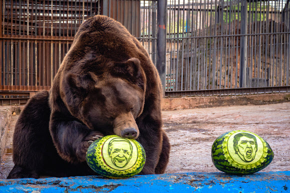 ‘곰의 점괘 맞을까’ 바이든 선택한 러시아 동물원의 곰