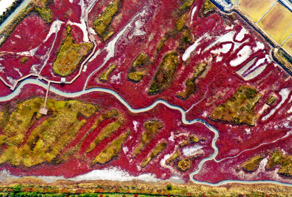 붉게 물드는 갯벌의 가을