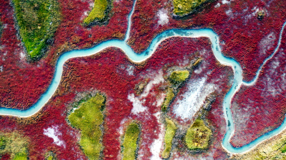 붉게 물드는 갯벌의 가을