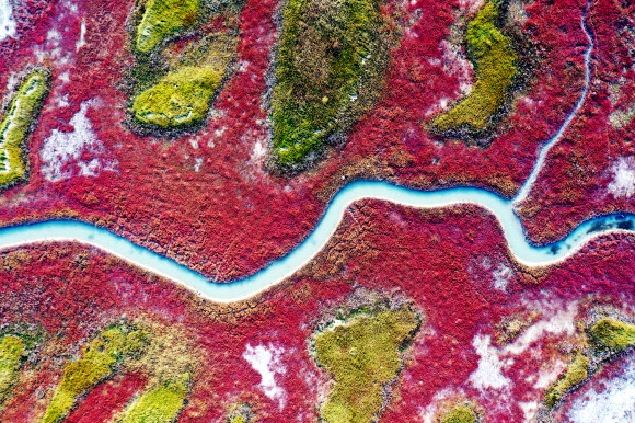 붉게 물드는 갯벌의 가을