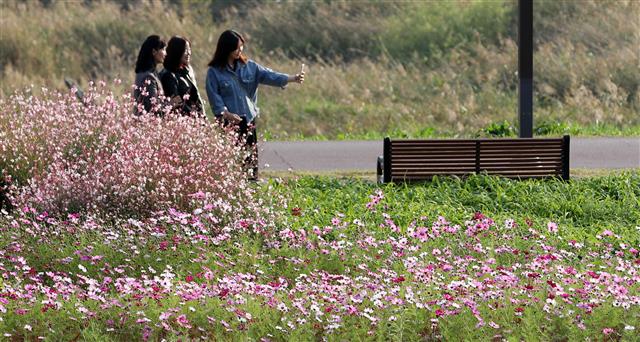 코스모스와 바늘꽃 감상