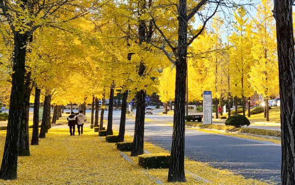 노랗게 물든 가을