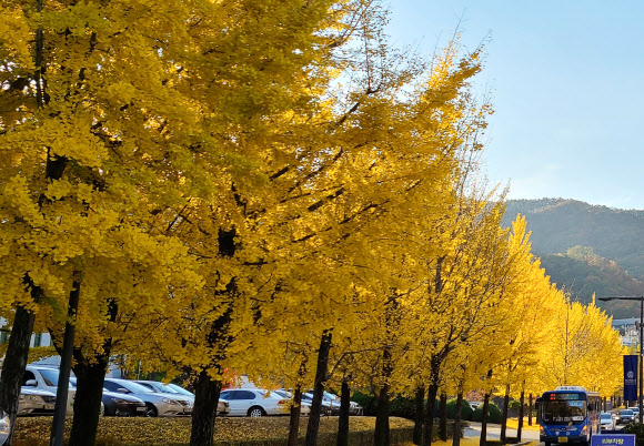 노랗게 물든 가을