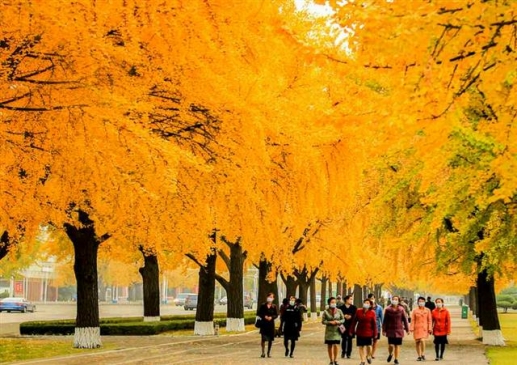 낙엽으로 물든 평양 시내…“이채로운 가을 풍치”