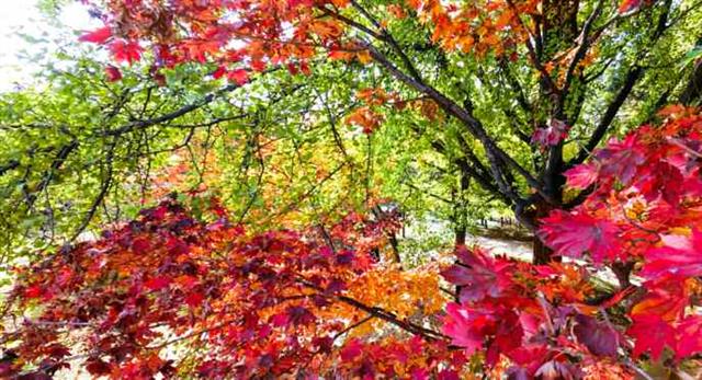 단풍 물든 평양 일대…노동신문, ‘가을 풍경’ 대대적 공개