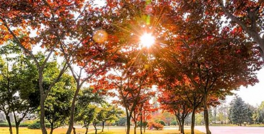 평양의 가을 풍경…노동신문 “한 폭의 그림처럼 아름답다”
