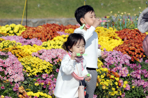 국화꽃 사이로 비눗방울 놀이