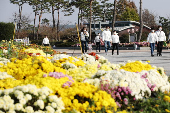 국화꽃 활짝 핀 함평 엑스포공원
