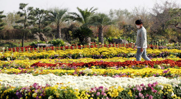 국화꽃 활짝 핀 함평 엑스포공원