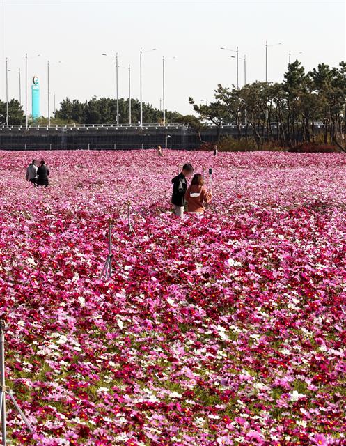 코스모스 감상해요