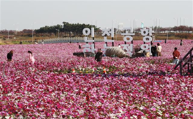 만개한 코스모스
