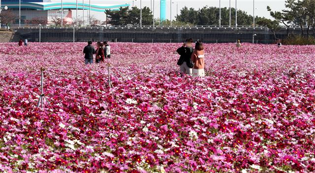 가득 핀 코스모스