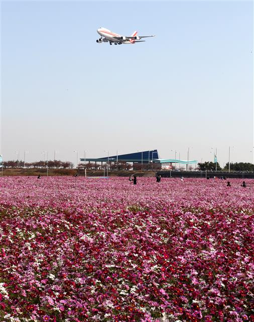 ‘코스모스 위로 난 비행기’