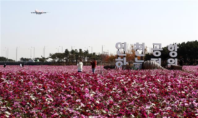 ‘만개한 코스모스’